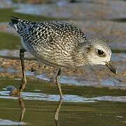 Grey Plover