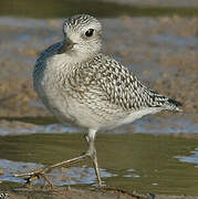 Grey Plover