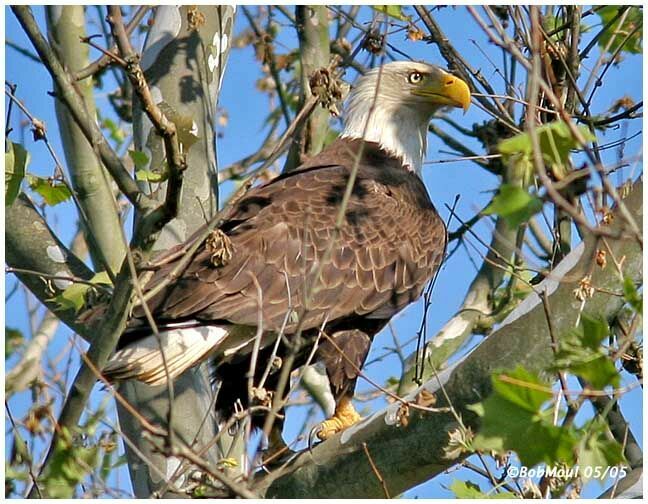 Bald Eagle