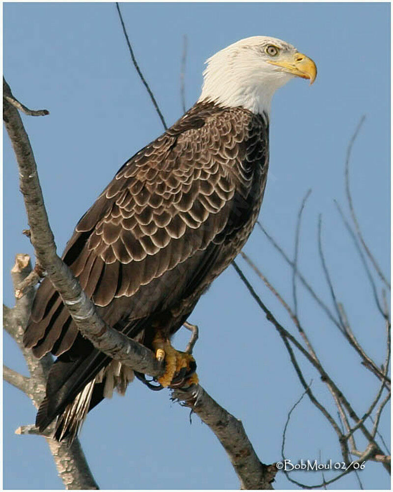 Bald Eagle