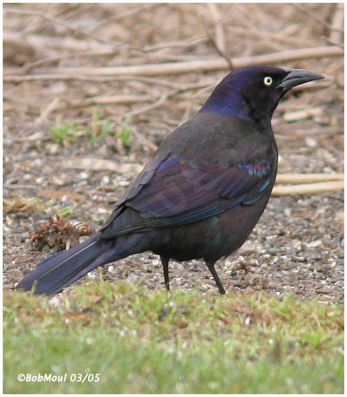 Common Grackle