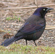 Common Grackle