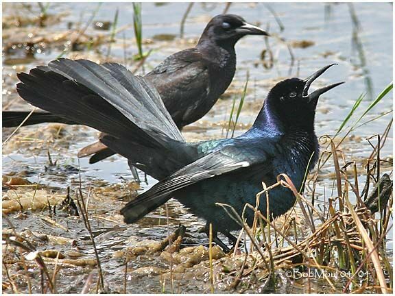 Boat-tailed Grackle