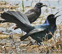 Boat-tailed Grackle