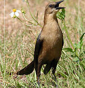 Boat-tailed Grackle