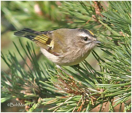 Golden-crowned Kinglet