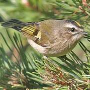 Golden-crowned Kinglet