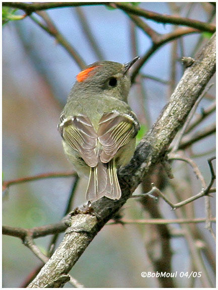 Ruby-crowned Kinglet