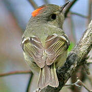 Ruby-crowned Kinglet