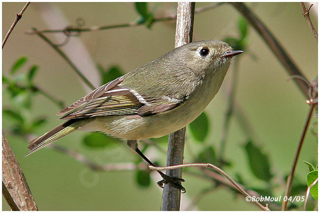 Ruby-crowned Kinglet