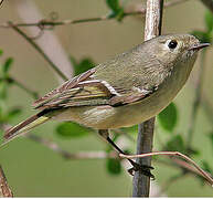 Ruby-crowned Kinglet