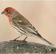 House Finch