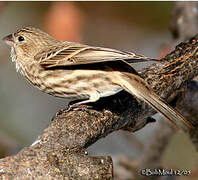 House Finch