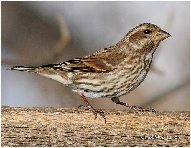 Purple Finch