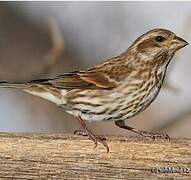 Purple Finch