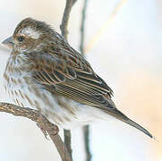 Purple Finch