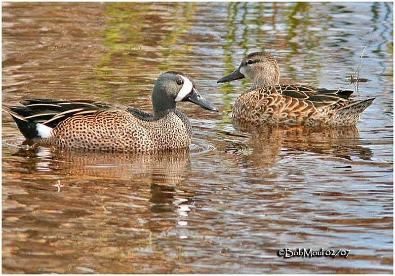 Blue-winged Teal