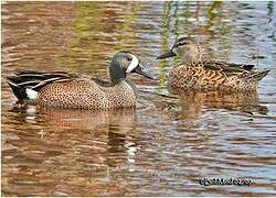 Blue-winged Teal