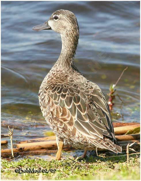 Blue-winged Teal