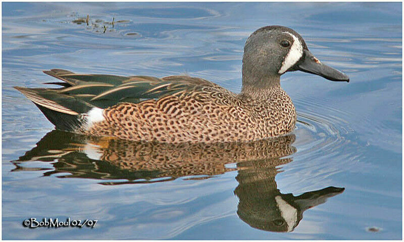 Sarcelle à ailes bleues mâle