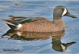 Blue-winged Teal