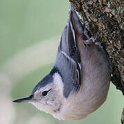 White-breasted Nuthatch