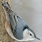 White-breasted Nuthatch