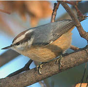 Red-breasted Nuthatch