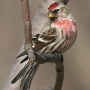 Common Redpoll