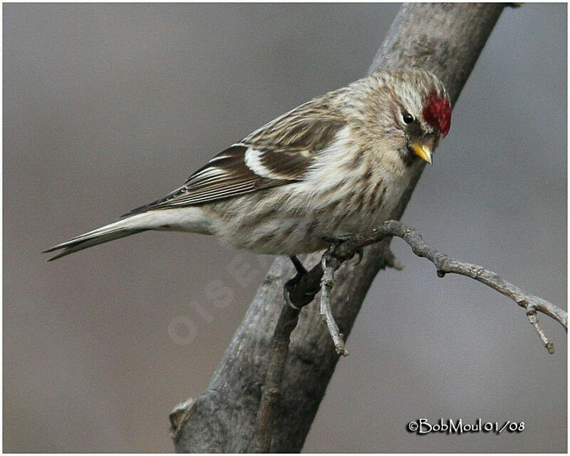 Common Redpoll female adult