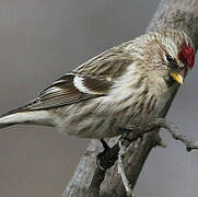 Common Redpoll