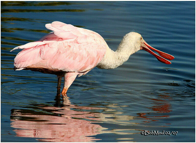 Roseate Spoonbilljuvenile