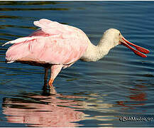 Roseate Spoonbill