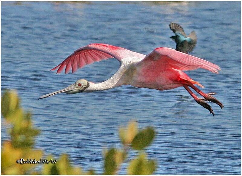 Roseate Spoonbilladult