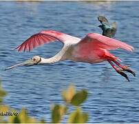 Roseate Spoonbill