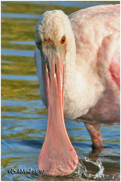 Roseate Spoonbilljuvenile