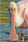 Roseate Spoonbill