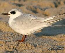 Forster's Tern