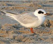 Forster's Tern