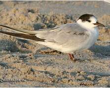 Common Tern