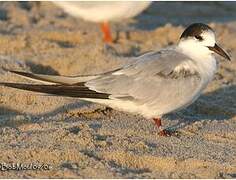 Common Tern