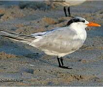 Royal Tern