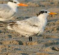 Royal Tern