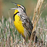 Eastern Meadowlark