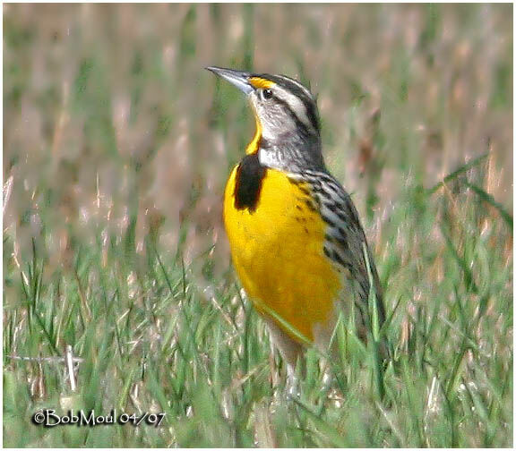 Eastern Meadowlarkadult breeding