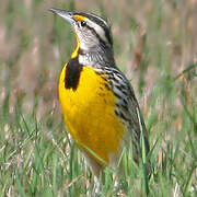 Eastern Meadowlark