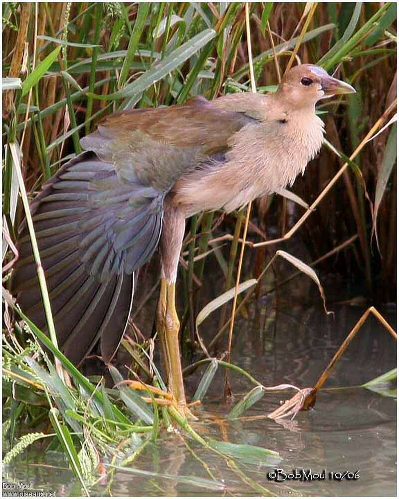 Purple Gallinulejuvenile