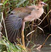 Purple Gallinule