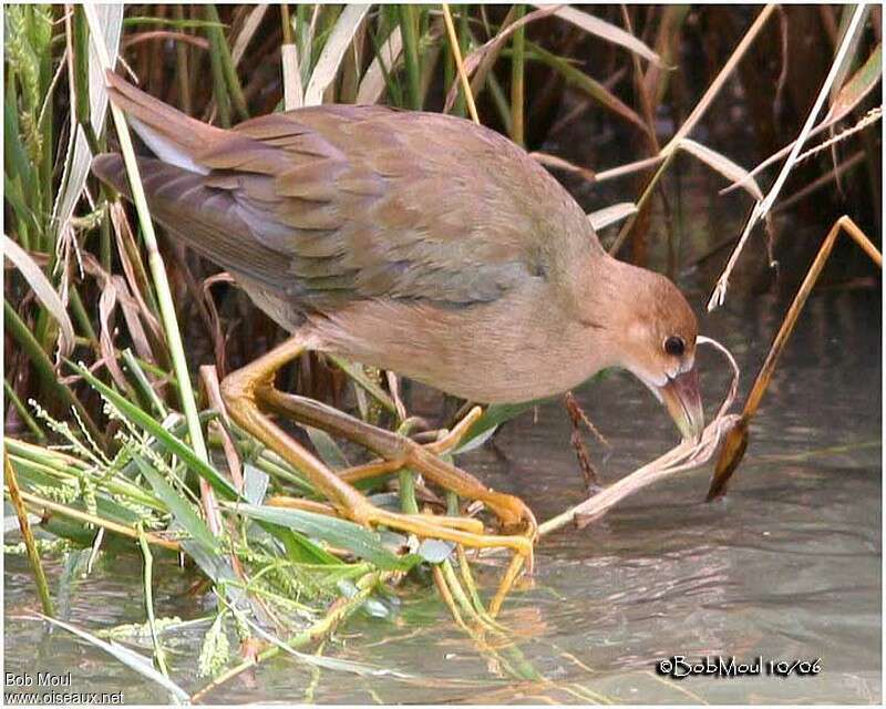 Talève violacée1ère année, identification