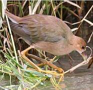 Purple Gallinule